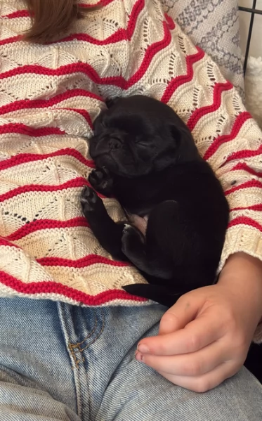 Bellissimi cuccioli di Carlino subito disponibili per adozione | Foto 0