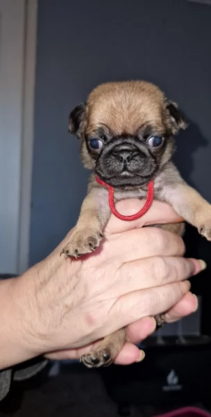 Bellissimi cuccioli di Carlino subito disponibili per adozione | Foto 3