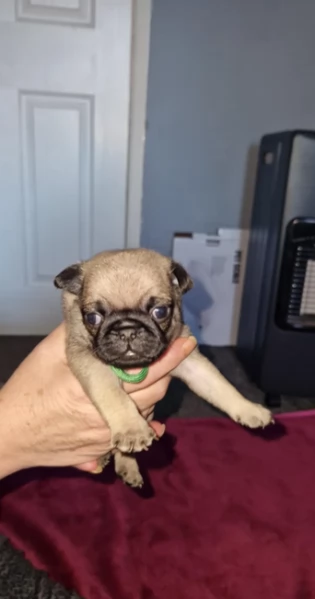 Bellissimi cuccioli di Carlino subito disponibili per adozione | Foto 2