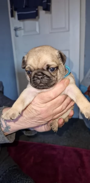 Bellissimi cuccioli di Carlino subito disponibili per adozione | Foto 0