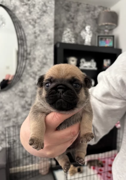 Bellissimi cuccioli di Carlino subito disponibili per adozione | Foto 2