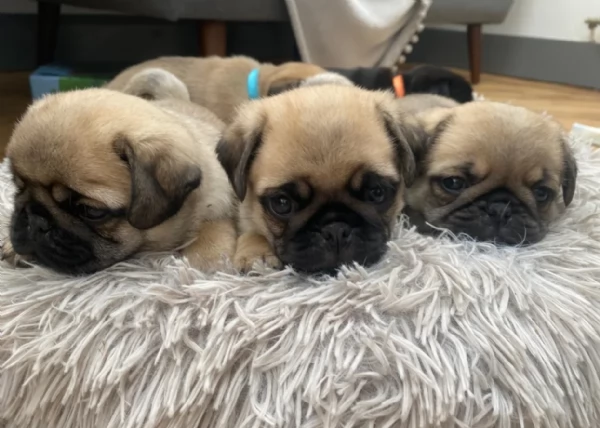 Bellissimi cuccioli di Carlino subito disponibili per adozione