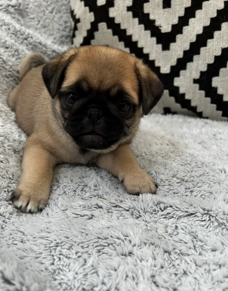 Bellissimi cuccioli di Carlino subito disponibili per adozione