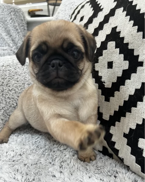 Bellissimi cuccioli di Carlino subito disponibili per adozione | Foto 0