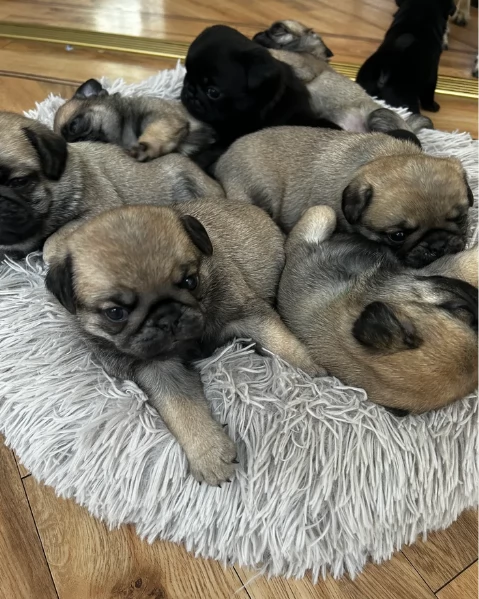 Bellissimi cuccioli di Carlino subito disponibili per adozione