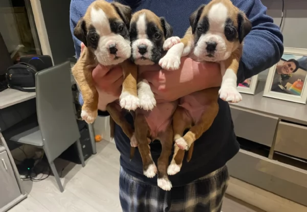 cuccioli di Boxer ALLEVATI CON AMORE per adozione