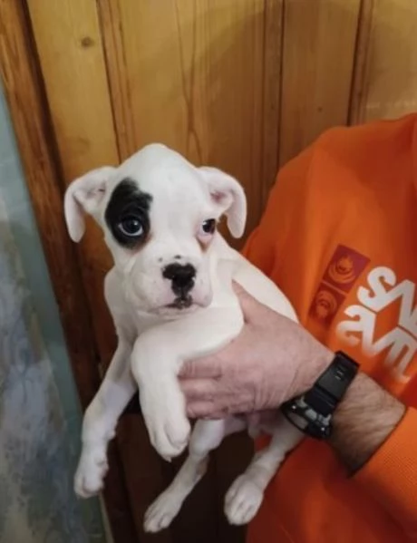 cuccioli di Boxer ALLEVATI CON AMORE per adozione