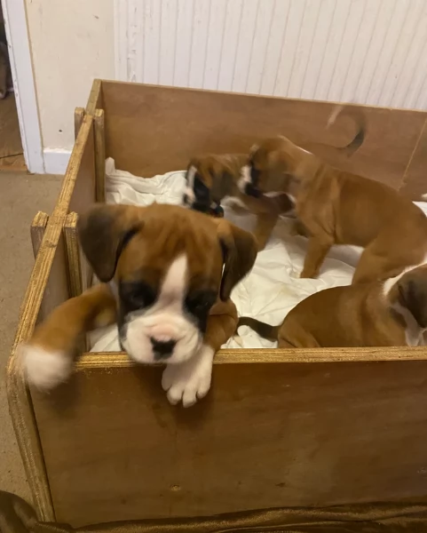 cuccioli di Boxer ALLEVATI CON AMORE per adozione | Foto 3