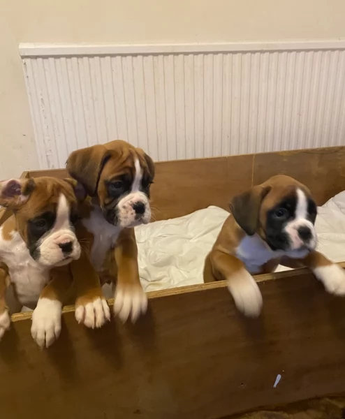 cuccioli di Boxer ALLEVATI CON AMORE per adozione