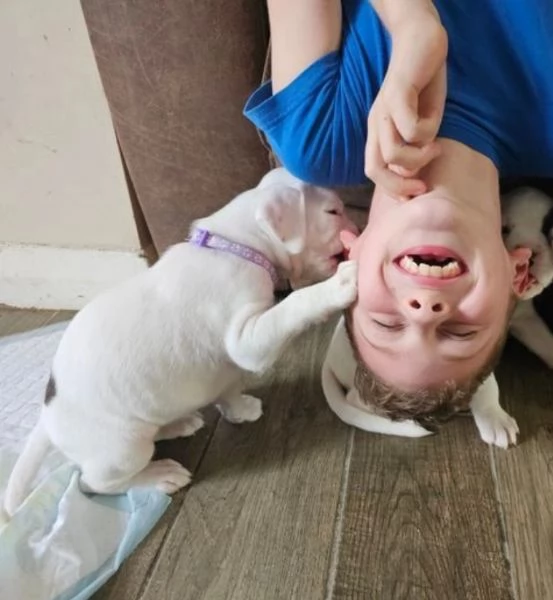 cuccioli di Boxer ALLEVATI CON AMORE per adozione | Foto 3