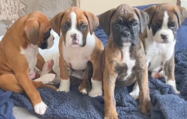 cuccioli di Boxer ALLEVATI CON AMORE per adozione | Foto 2