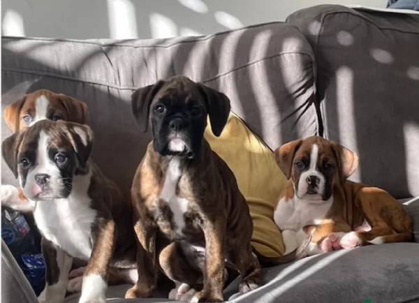 cuccioli di Boxer ALLEVATI CON AMORE per adozione | Foto 0