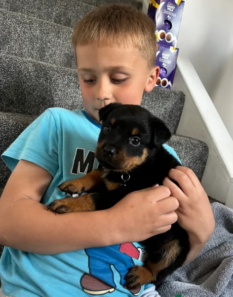 cuccioli di rottweiler di alta qualitagrave 100 di razza pura per adozione | Foto 3