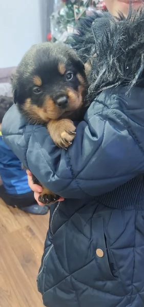 cuccioli di rottweiler di alta qualitagrave 100 di razza pura per adozione | Foto 1