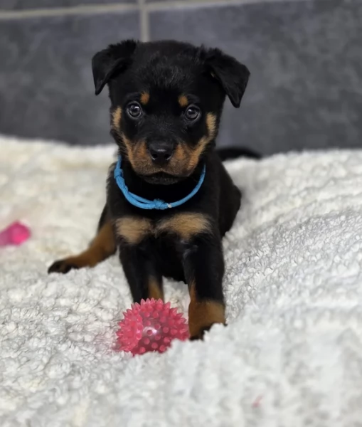 cuccioli di rottweiler di alta qualitagrave 100 di razza pura per adozione | Foto 0