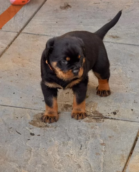 cuccioli di rottweiler di alta qualitagrave 100 di razza pura per adozione | Foto 3