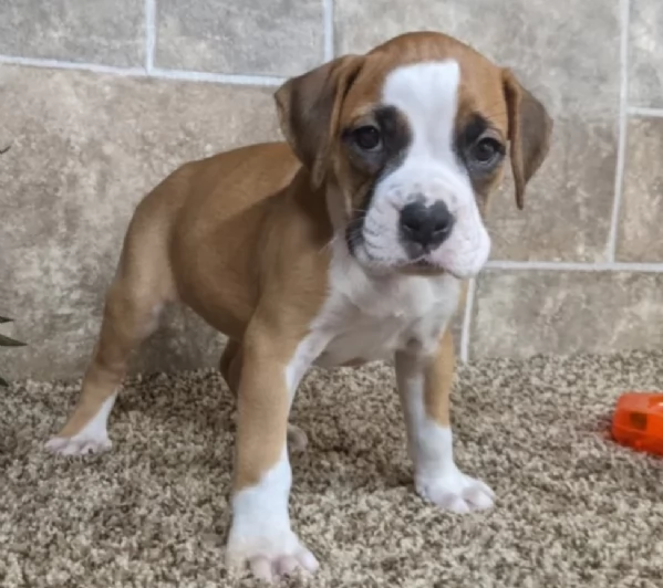 cuccioli di Boxer ALLEVATI CON AMORE per adozione | Foto 2