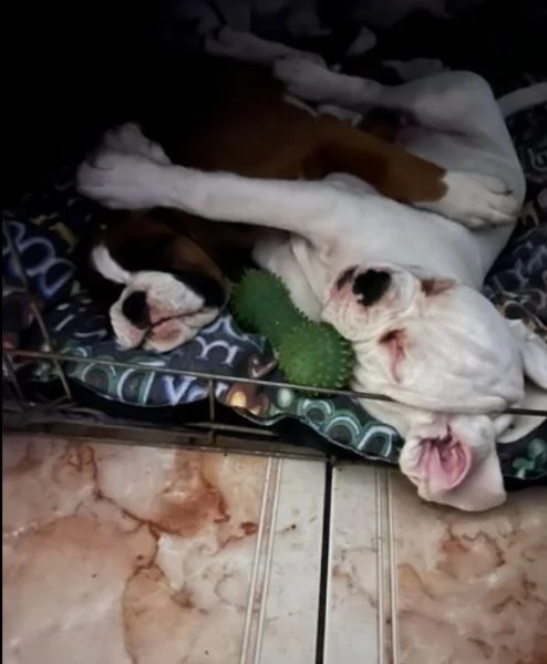 cuccioli di Boxer ALLEVATI CON AMORE per adozione | Foto 1