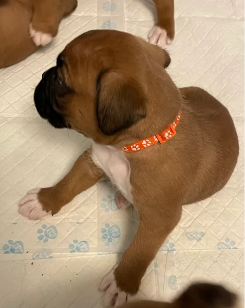 cuccioli di Boxer ALLEVATI CON AMORE per adozione