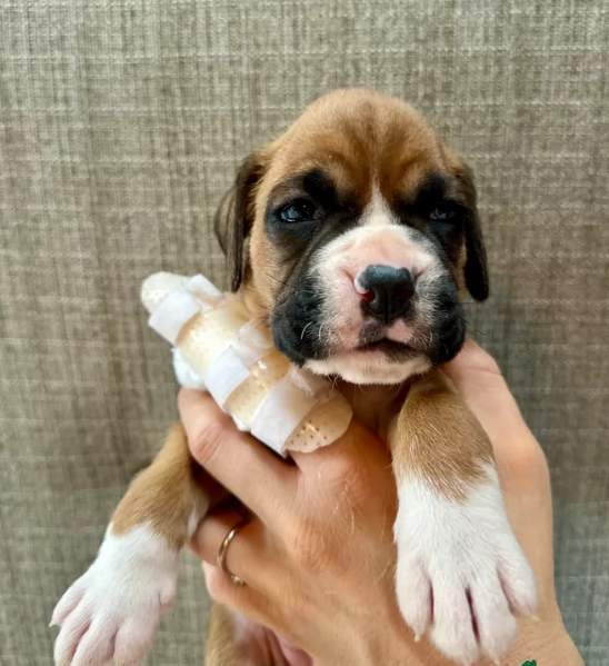 cuccioli di Boxer ALLEVATI CON AMORE per adozione | Foto 4