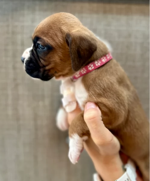 cuccioli di Boxer ALLEVATI CON AMORE per adozione | Foto 3
