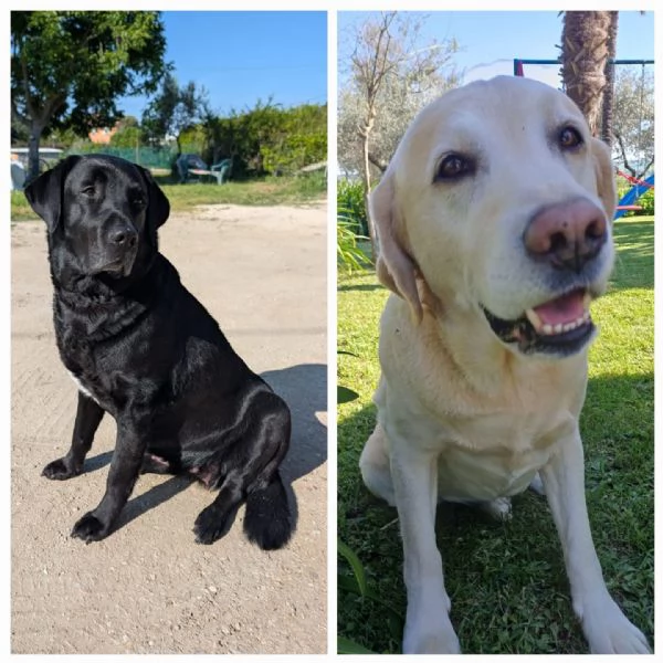 cuccioli labrador
