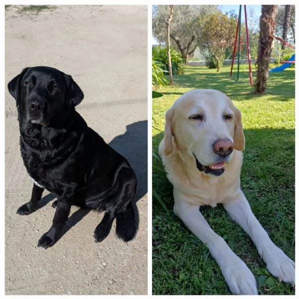 cuccioli labrador | Foto 0