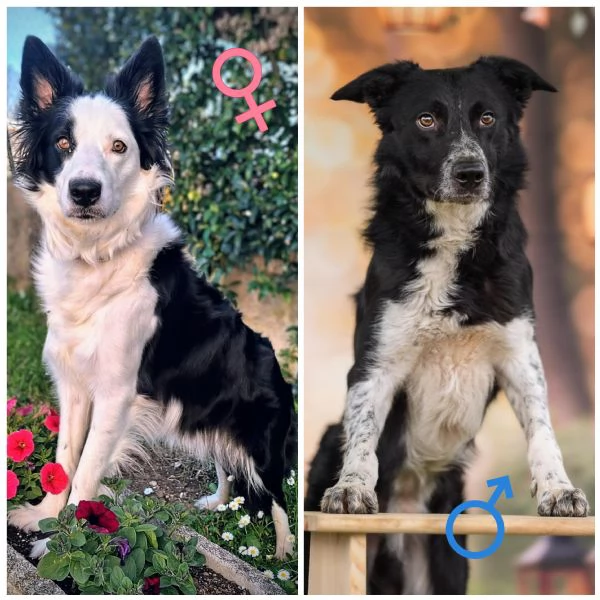 Vendesi cuccioli di border collie
