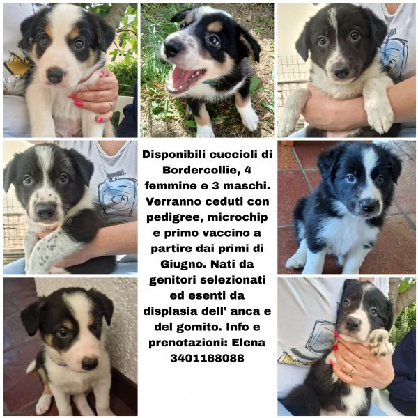 Vendesi cuccioli di border collie | Foto 0