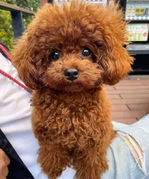 Cuccioli Di Barboncino