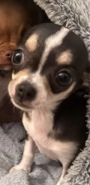 Cucciola di chihuhua