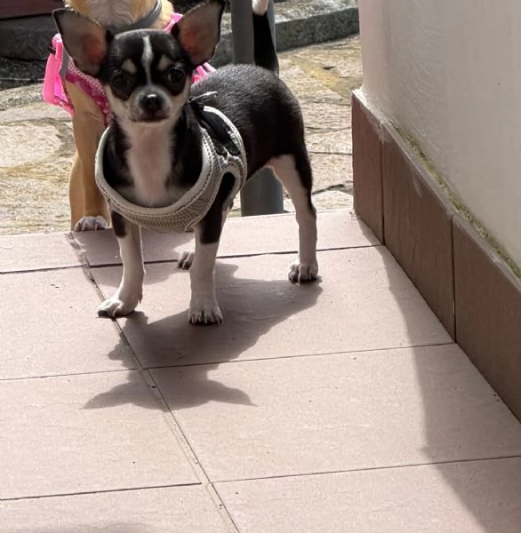 Cucciola di chihuhua | Foto 0