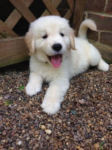 Golden retriever cuccioli | Foto 0