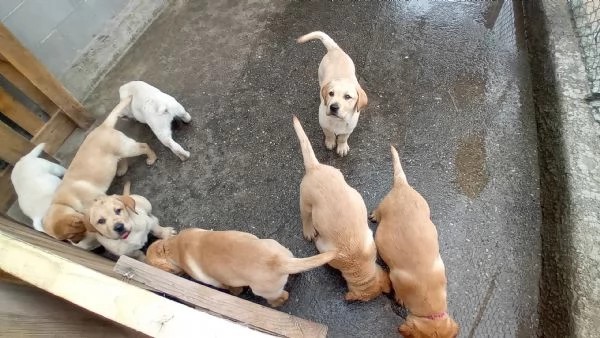 Cuccioli labrador 