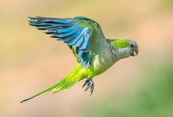 Parrocchetti Monaci | Foto 0