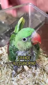Grande Alessandrino | Foto 1