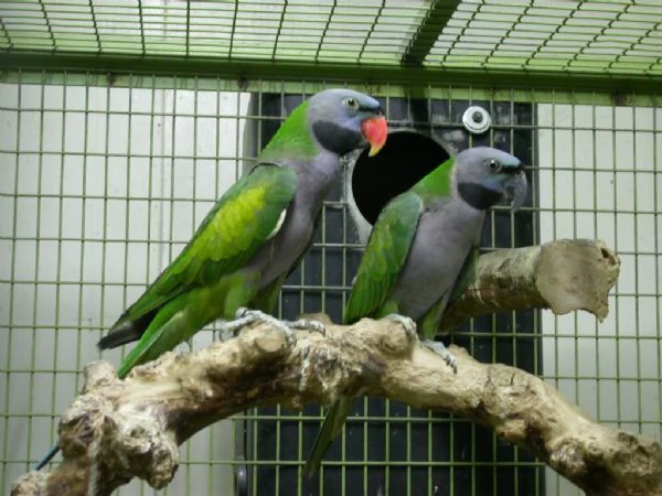 Parrocchetto Derbiana o Lord Derby | Foto 1