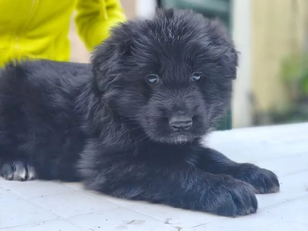 Pastore Tedesco cuccioli  | Foto 5