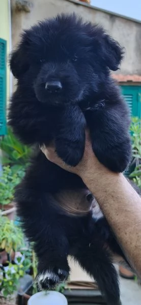 Pastore Tedesco cuccioli 