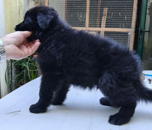 Pastore Tedesco cuccioli  | Foto 4