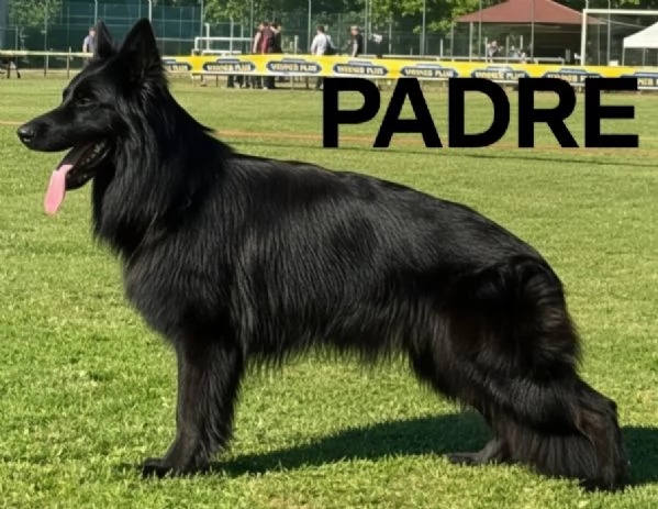 Pastore Tedesco cuccioli  | Foto 3
