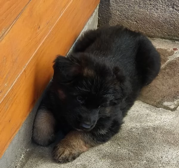 Pastore Tedesco cuccioli  | Foto 1
