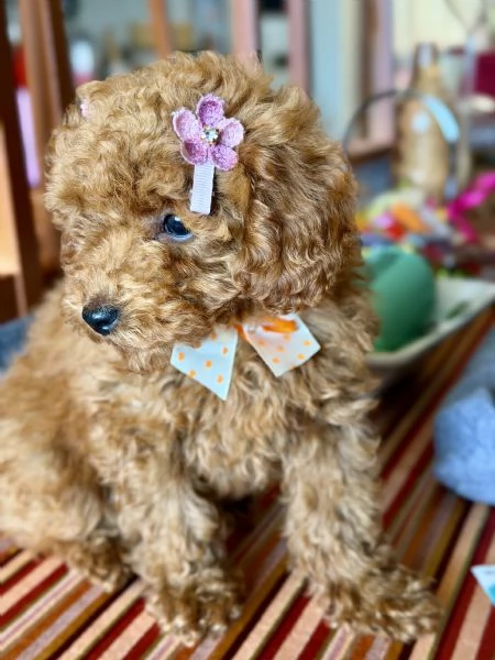 Barboncino toy femmina 