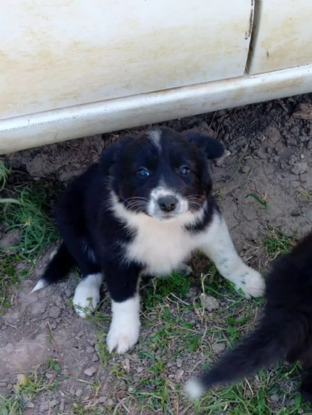 Cuccioli Border Collie
