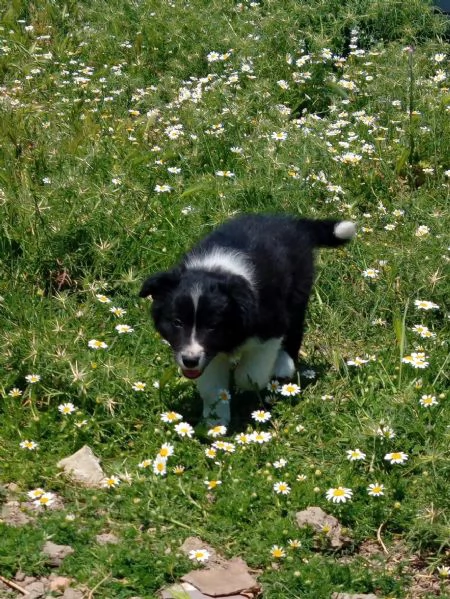 Cuccioli Border Collie | Foto 4