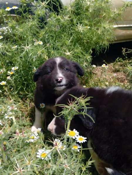 Cuccioli Border Collie | Foto 3