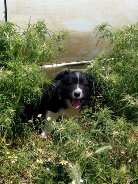 Cuccioli Border Collie | Foto 2