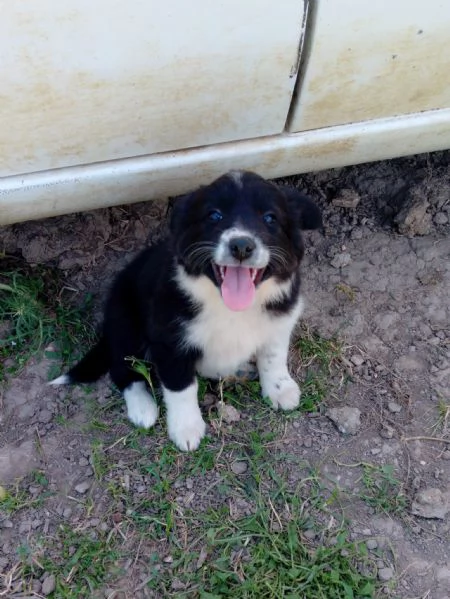 Cuccioli Border Collie | Foto 1