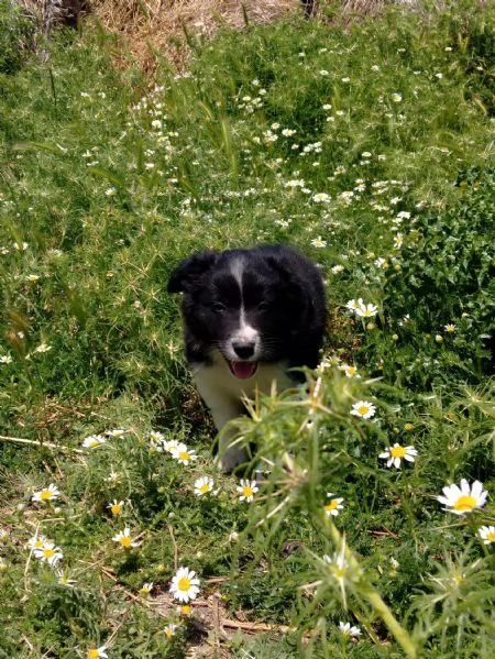Cuccioli Border Collie | Foto 0