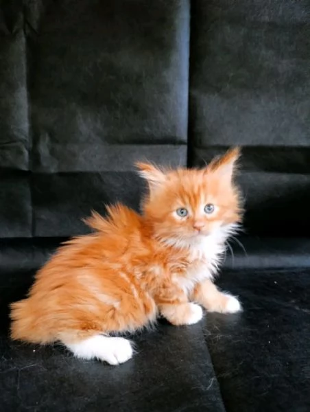 Maine Coon cuccioli pedigree